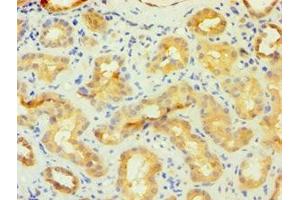 Immunohistochemistry of paraffin-embedded human kidney tissue using ABIN7162842 at dilution of 1:100