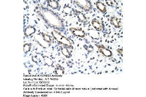 Rabbit Anti-KHDRBS3 Antibody  Paraffin Embedded Tissue: Human Kidney Cellular Data: Epithelial cells of renal tubule Antibody Concentration: 4. (KHDRBS3 抗体  (C-Term))