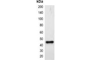 Western blot analysis of over-expressed mCherry-tagged protein in 293T cell lysate. (mCherry 抗体)