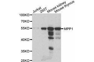 Western Blotting (WB) image for anti-Membrane Protein, Palmitoylated 1, 55kDa (MPP1) antibody (ABIN1980314) (MPP1 抗体)