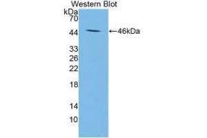Western Blot; Sample: Recombinant APOA5, Mouse. (APOA5 抗体  (AA 21-210))