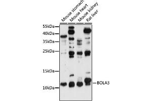 Western blot analysis of extracts of various cell lines, using BOL antibody (ABIN7265891) at 1:1000 dilution. (BOLA3 抗体  (AA 1-68))