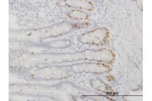 Immunoperoxidase of monoclonal antibody to FOXA2 on formalin-fixed paraffin-embedded human small Intestine. (FOXA2 抗体  (AA 363-457))