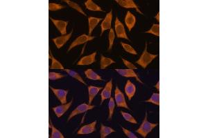 Immunofluorescence analysis of L929 cells using MRPL34 antibody (ABIN7268568) at dilution of 1:100. (MRPL34 抗体  (AA 16-92))