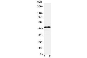 Western blot testing of AVPR1A antibody and Lane 1:  rat liver;  2: (r) kidney lysate. (AVPR1A 抗体  (Middle Region))