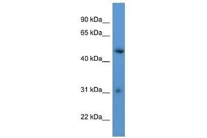 Western Blot showing ROPN1L antibody used at a concentration of 1-2 ug/ml to detect its target protein. (ROPN1L 抗体  (C-Term))