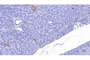 Detection of CP in Human Pancreas Tissue using Polyclonal Antibody to C-Peptide (CP) (C-Peptide 抗体)
