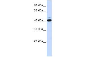 WB Suggested Anti-SMYD5 Antibody Titration:  0. (SMYD5 抗体  (C-Term))