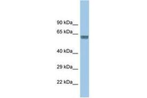 Image no. 1 for anti-Glycine Receptor, alpha 3 (GLRa3) (AA 131-180) antibody (ABIN6747717) (GLRA3 抗体  (AA 131-180))