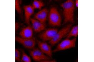 Immunofluorescence (IF) image for anti-Ornithine Aminotransferase (OAT) (AA 33-439) antibody (ABIN487353) (OAT 抗体  (AA 33-439))