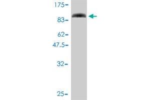 Western Blot detection against Immunogen (90. (SLU7 抗体  (AA 1-586))
