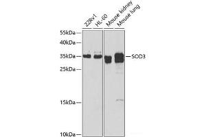 Western blot analysis of extracts of various cell lines using SOD3 Polyclonal Antibody at dilution of 1:1000. (SOD3 抗体)