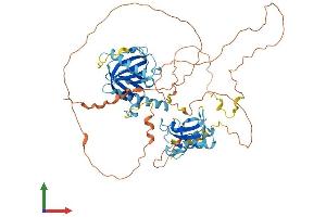 Protein Structure (PS) image for SHC (Src Homology 2 Domain Containing) Transforming Protein 2 (SHC2) (AA 1-573) protein (His tag) (ABIN7558760)