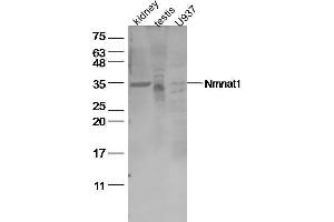 Lane 1: Mouse kidney lysates, Lane 2: Mouse testis lysates, Lane 3: U937 Cell lysates, probed with Nmnat1 Polyclonal Antibody, unconjugated (bs-11738R) at 1:500 overnight at 4°C followed by a conjugated secondary antibody for 60 minutes at 37°C. (NMNAT1 抗体  (AA 201-279))
