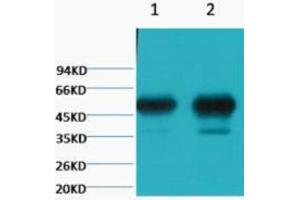Western Blotting (WB) image for anti-Tubulin, beta 2A (TUBB2A) antibody (ABIN3178704) (TUBB2A 抗体)
