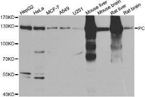 Western Blotting (WB) image for anti-PC antibody (ABIN1980317) (PC 抗体)