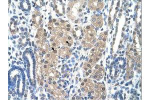 Image no. 1 for anti-Granzyme H (Cathepsin G-Like 2, Protein H-CCPX) (GZMH) (N-Term) antibody (ABIN203444) (GZMH 抗体  (N-Term))