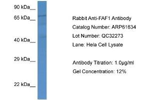 Western Blotting (WB) image for anti-Fas (TNFRSF6) Associated Factor 1 (FAF1) (Middle Region) antibody (ABIN2788856) (FAF1 抗体  (Middle Region))