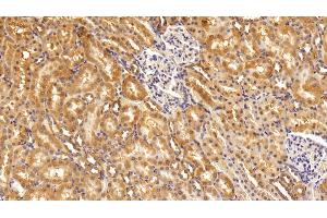 Detection of IFNa2 in Rat Kidney Tissue using Polyclonal Antibody to Interferon Alpha 2 (IFNa2) (IFNA2 抗体  (AA 24-188))