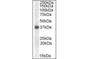 Image no. 1 for anti-Clusterin (CLU) (C-Term) antibody (ABIN375042) (Clusterin 抗体  (C-Term))
