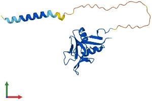 Protein Structure (PS) image for C-Type Lectin Domain Family 5, Member A (CLEC5A) (AA 1-188) protein (His tag) (ABIN7546591)
