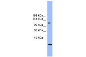 Image no. 1 for anti-KIAA0226 (KIAA0226) (AA 311-360) antibody (ABIN6745353) (Rubicon 抗体  (AA 311-360))