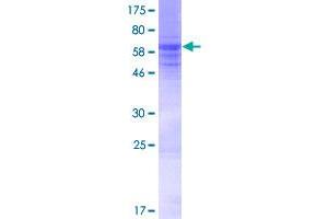 KLHDC8A Protein (AA 1-350) (GST tag)