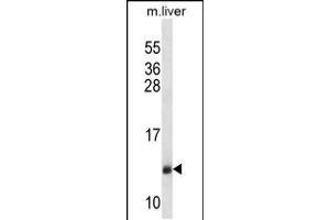 Western blot analysis in mouse liver tissue lysates (35ug/lane). (SEC61B 抗体  (AA 42-70))