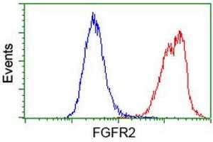 Flow cytometric Analysis of Hela cells, using anti-FGFR2 antibody (ABIN2454521), (Red), compared to a nonspecific negative control antibody, (Blue). (FGFR2 抗体)