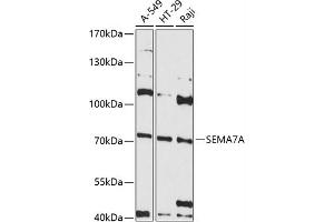 Western Blotting (WB) image for anti-Semaphorin 7A, GPI Membrane Anchor (John Milton Hagen Blood Group) (SEMA7A) (AA 45-280) antibody (ABIN6147525)