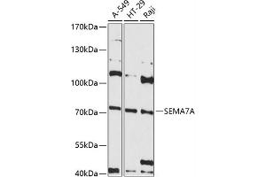Western blot analysis of extracts of various cell lines, using SEMA antibody (ABIN6132244, ABIN6147525, ABIN6147526 and ABIN6215605) at 1:3000 dilution. (SEMA7A 抗体  (AA 45-280))