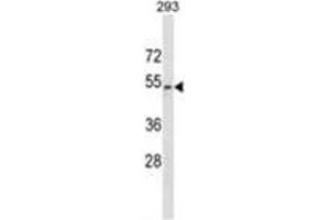 WWTR1 Antibody (C-term) western blot analysis in 293 cell line lysates (35 µg/lane). (WWTR1 抗体  (C-Term))