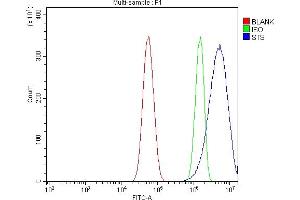 anti-Steroid Sulfatase (Microsomal), Isozyme S (STS) (AA 297-547) antibody