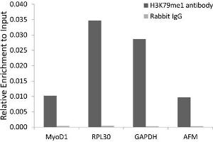 Chromatin immunoprecipitation analysis extracts of 293 cell line, using MonoMethyl-Histone H3-K79 antibody and rabbit IgG.