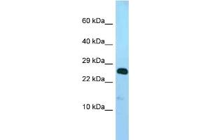 WB Suggested Anti-Ndufv2 Antibody Titration: 1. (NDUFV2 抗体  (N-Term))