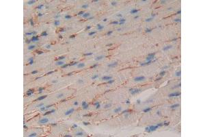 Used in DAB staining on fromalin fixed paraffin- embedded Kidney tissue (CDH15 抗体  (AA 61-260))