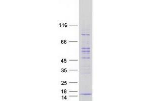 Validation with Western Blot (POLR2L Protein (Myc-DYKDDDDK Tag))