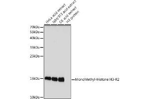 Western blot analysis of extracts of various cell lines, using MonoMethyl-Histone H3-R2 antibody (ABIN3017476, ABIN3017477, ABIN3017478 and ABIN6220105) at 1:1000 dilution. (Histone 3 抗体  (H3R2me))
