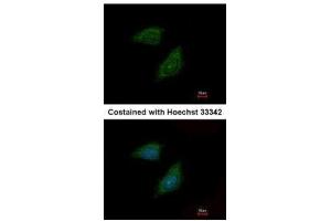ICC/IF Image Immunofluorescence analysis of methanol-fixed HeLa, using Protease Inhibitor 15, antibody at 1:500 dilution. (PI15 抗体  (C-Term))