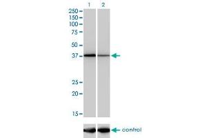 Western blot analysis of NFYC over-expressed 293 cell line, cotransfected with NFYC Validated Chimera RNAi (Lane 2) or non-transfected control (Lane 1).
