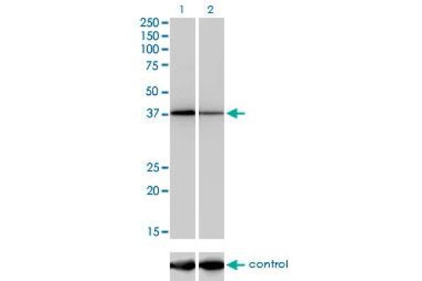 NFYC anticorps  (AA 14-113)