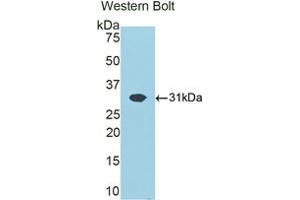 Western blot analysis of the recombinant protein. (ATP1B1 抗体  (AA 53-304))