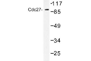 Image no. 1 for anti-Cell Division Cycle 27 Homolog (S. Cerevisiae) (CDC27) antibody (ABIN272279) (CDC27 抗体)