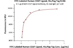 ELISA image for CD70 Molecule (CD70) (AA 52-193) (Active) protein (His tag,DYKDDDDK Tag,FITC) (ABIN6972978)