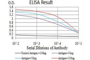 Black line: Control Antigen (100 ng);Purple line: Antigen (10ng); Blue line: Antigen (50 ng); Red line:Antigen (100 ng) (IDH1 抗体  (AA 156-298))