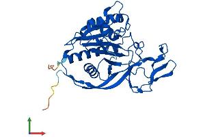 Protein Structure (PS) image for Aminoacylase 3 (ACY3) (AA 1-318) protein (His tag) (ABIN7560088)