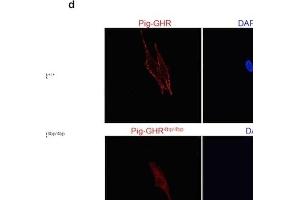 Evaluation of the pig GHR transcript with a 4bp insert in vitro. (Growth Hormone Receptor 抗体  (AA 101-200))