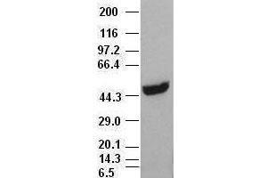 CK18 antibody (1H10) at 1:1000 with HepG2 cell lysate (Cytokeratin 18 抗体  (AA 69-372))