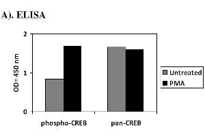 Image no. 1 for cAMP Responsive Element Binding Protein 1 (CREB1) ELISA Kit (ABIN1981736) (CREB1 ELISA 试剂盒)