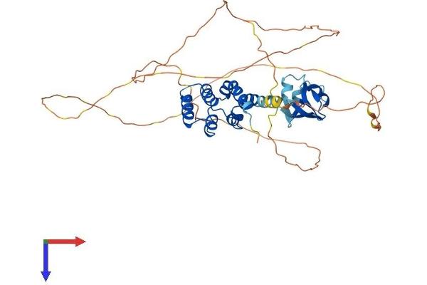 SP110 Protein (AA 1-445) (His tag)